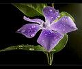 April Showers