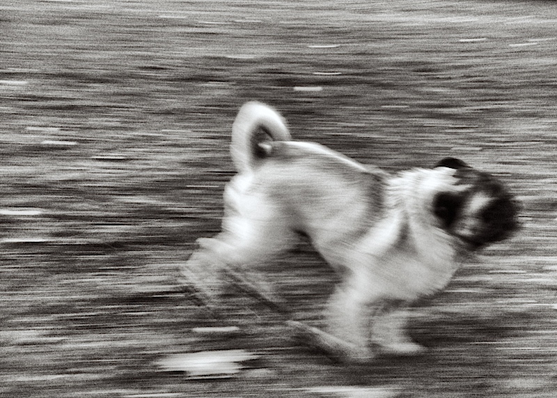 Run Pug Run