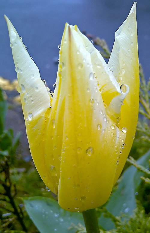 One wet morning