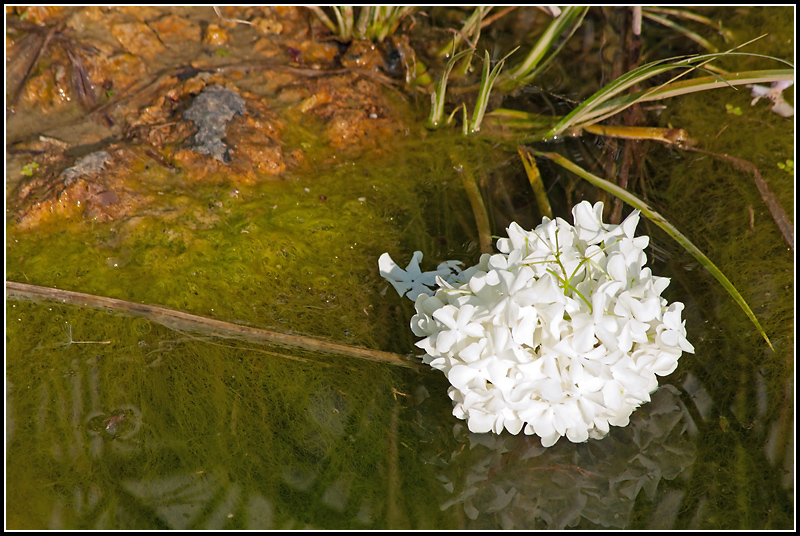 Snowball on a mossy bank