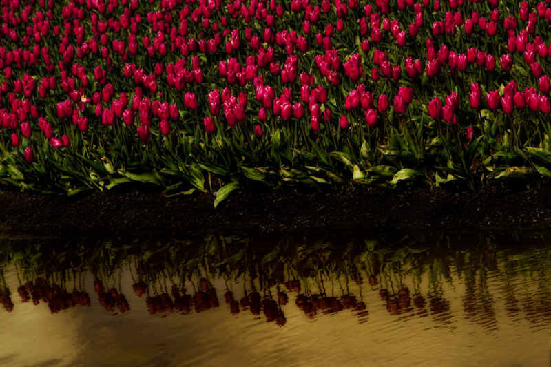 On the Banks of Tulip Canal