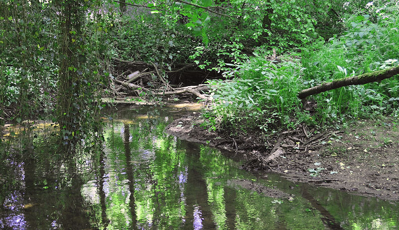 River Bank in the Woods