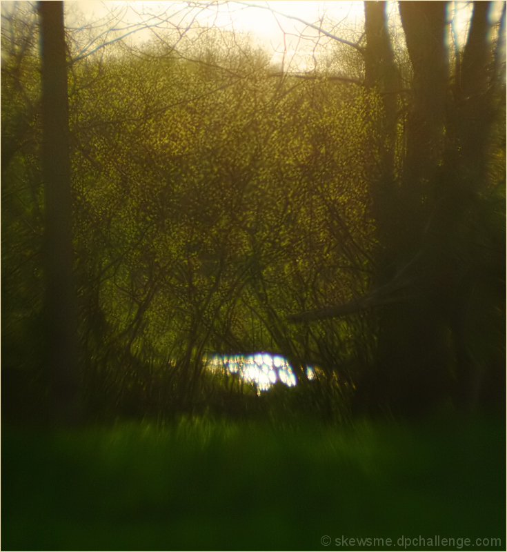 forsythia along the river