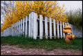 Good fences make good neighbors