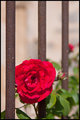 B Three : Beauty Behind Bars