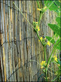 Bamboo and Cucumber