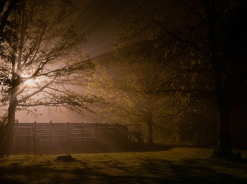 The fog comes in on little cat feet. ~Robert Frost~