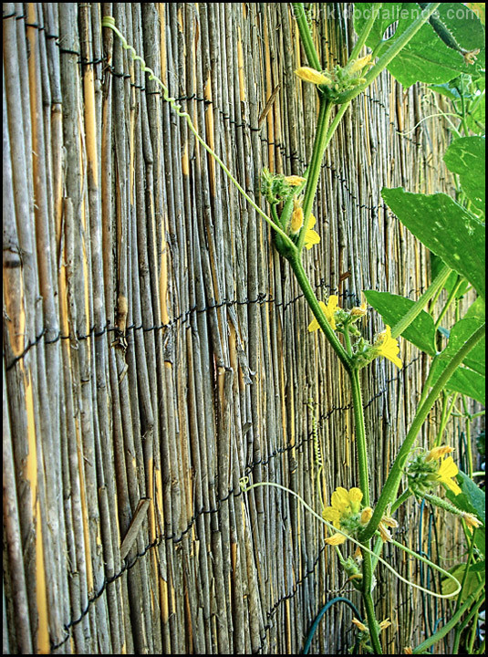 Bamboo and Cucumber