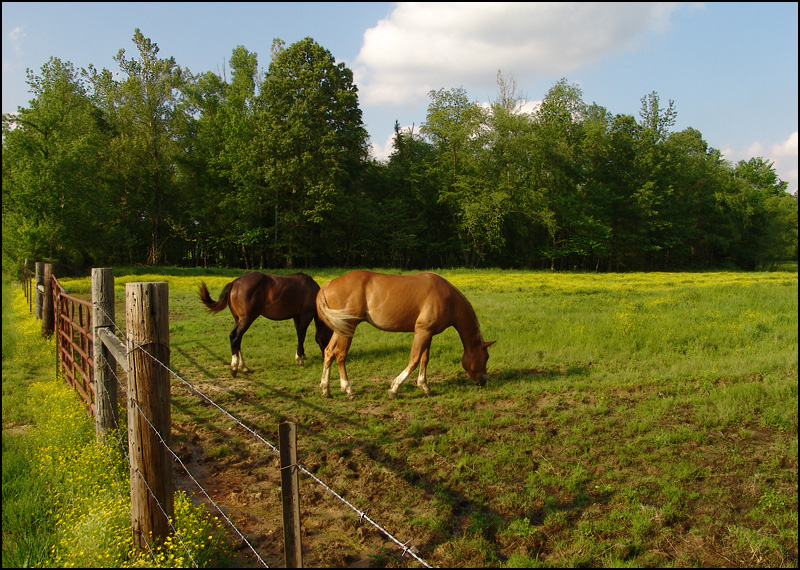 Pastoral