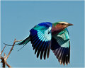 Lilac-breasted roller