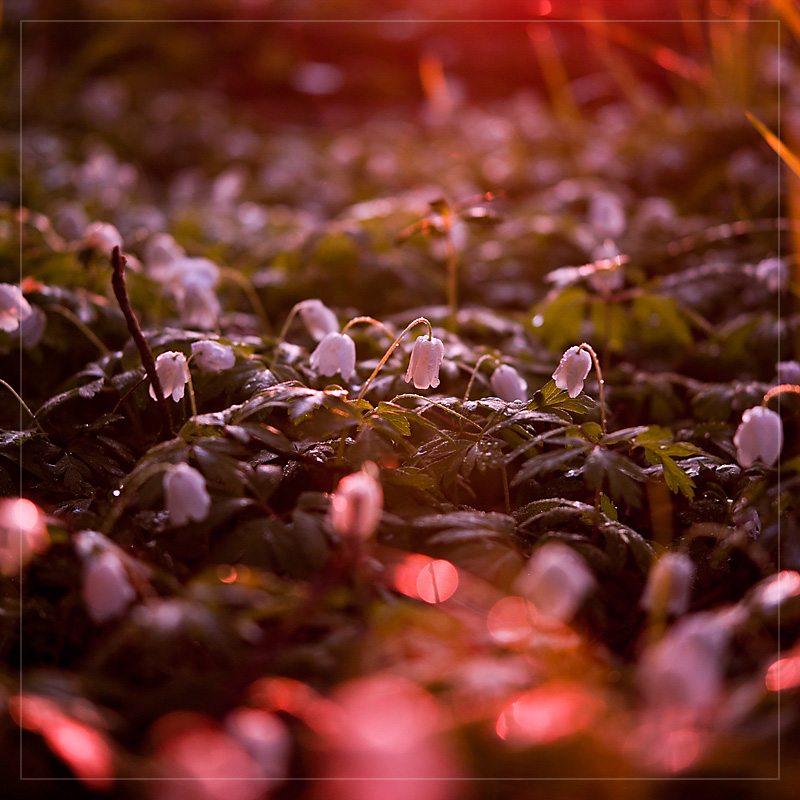 Wood Anemone ready to sleep 