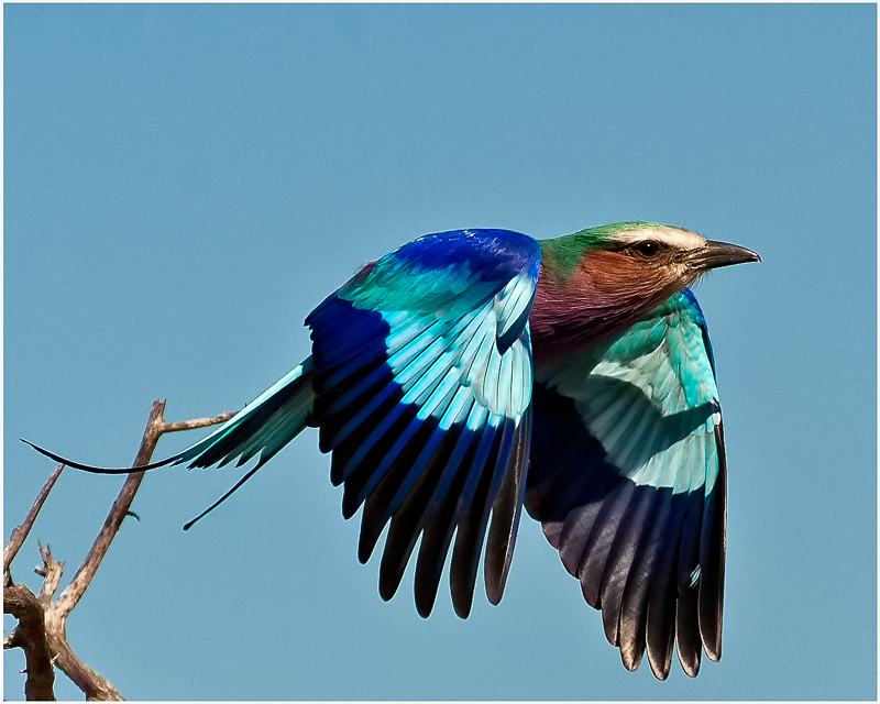 Lilac-breasted roller
