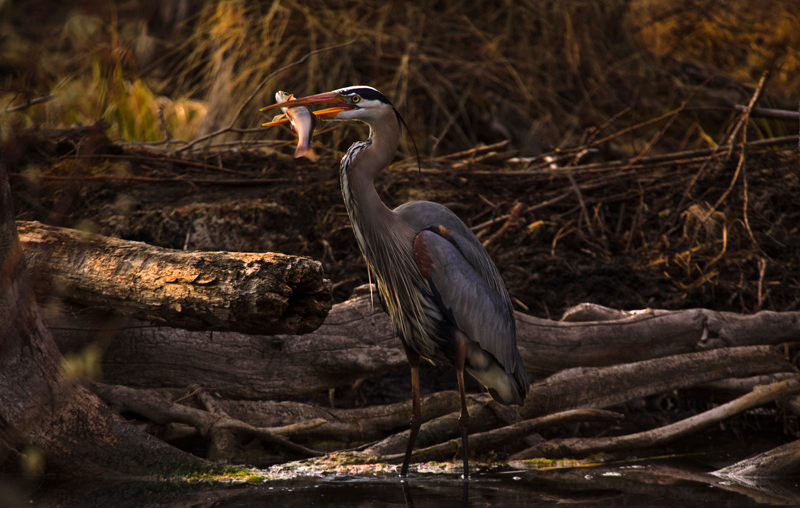 Great Blue Heron