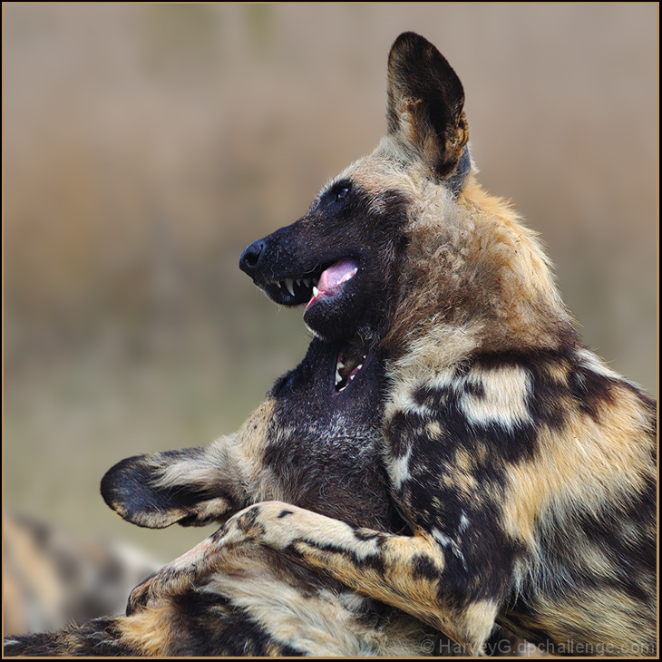 Brothers in Arms (African Wild Dog)