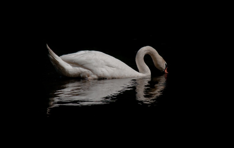 Dance of the Lonely Swan