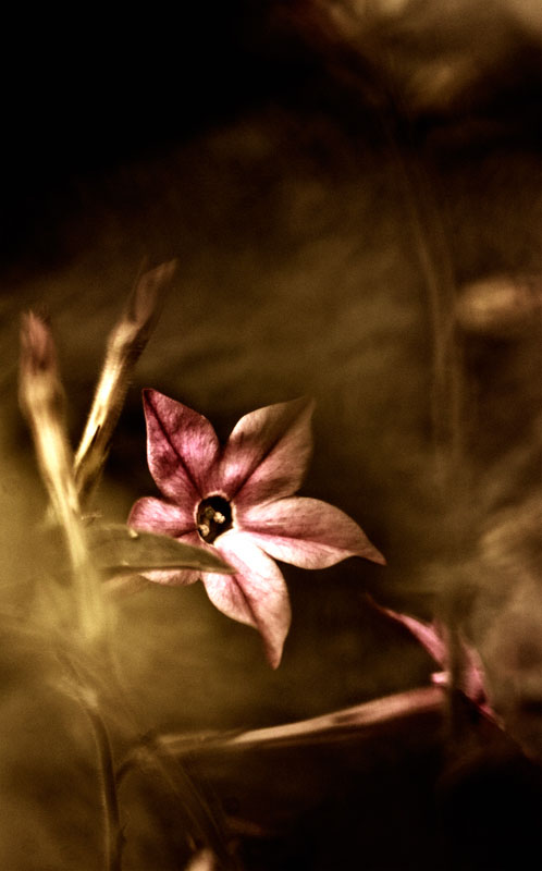 nicotiana