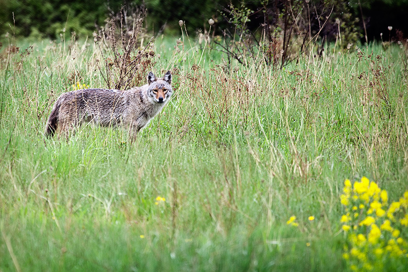 Coyote Stare