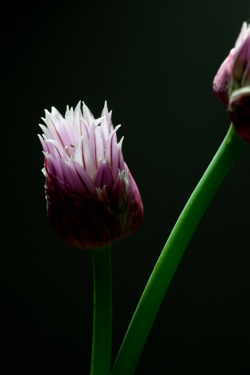 Simply Chives