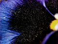 The goldens seeds of a flower