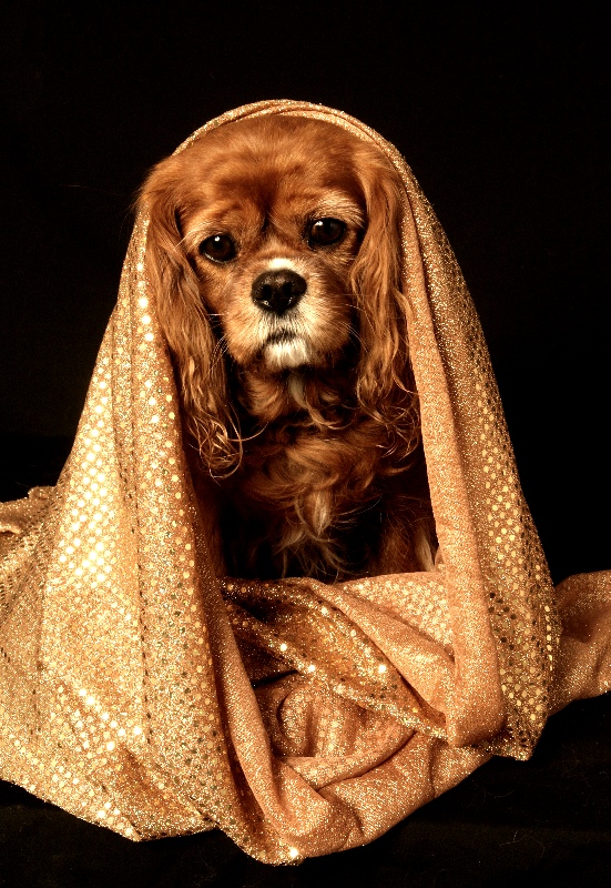 Gowned in Gold