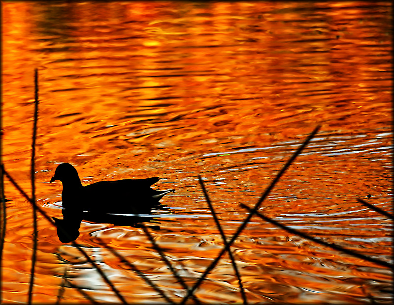 Autumn leaves for a golden pond