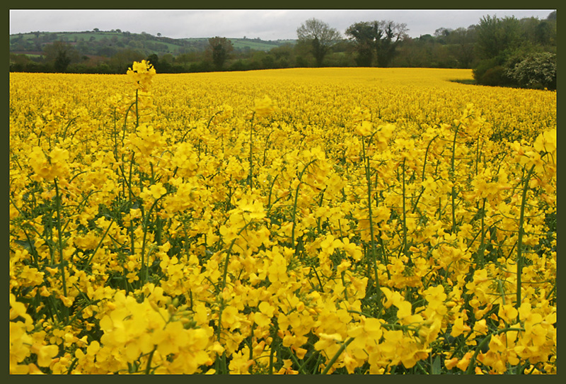 Field of Gold