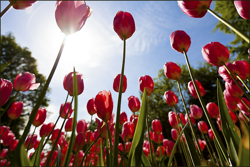 Tulip Tops