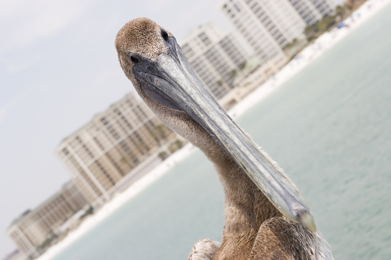 Intrigued Pelican 
