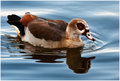 Duck late afternoon...