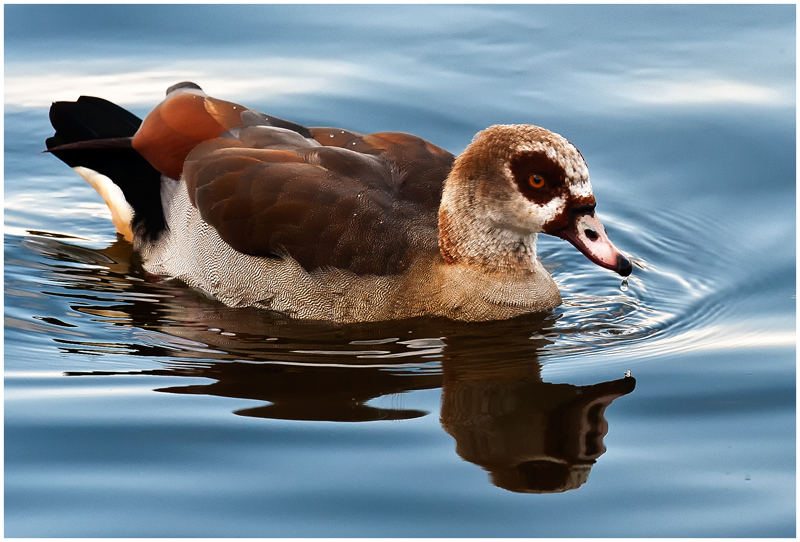 Duck late afternoon...