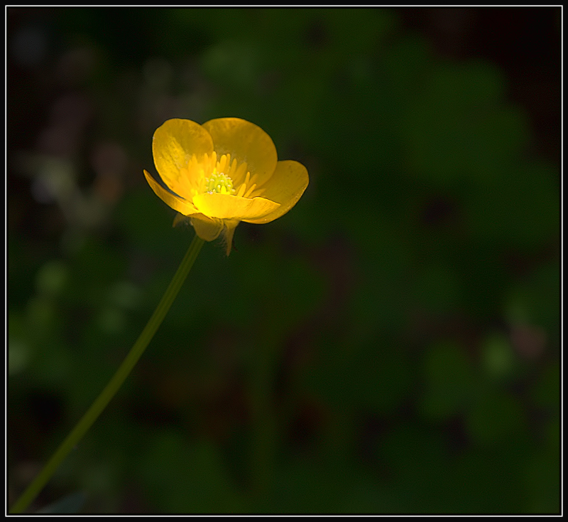 Buttercup
