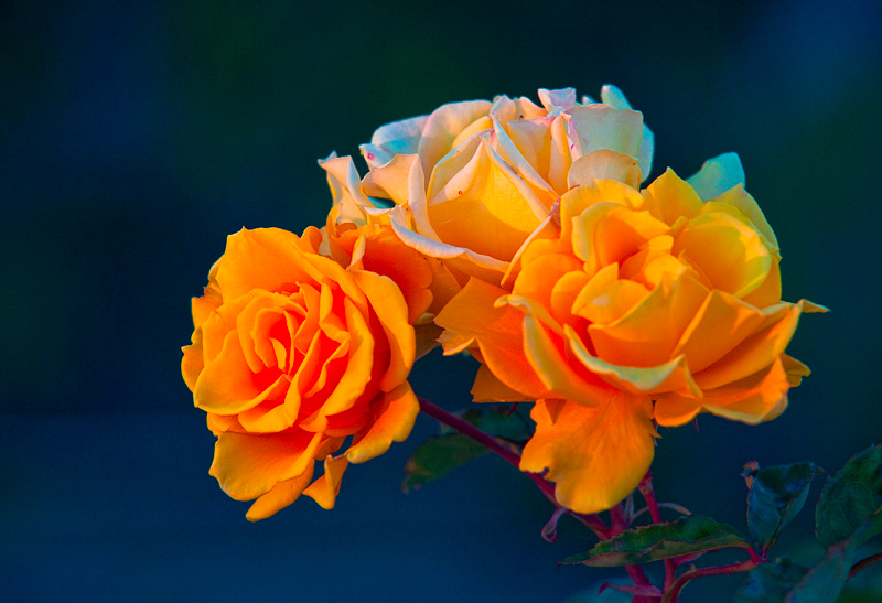 Evening Light on Henry Fonda Rose