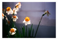 daffodil