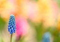 Spring in Bloom
