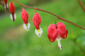 Evolution of Spring