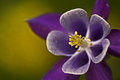 Columbine