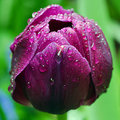 Rain Shelter