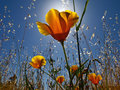 In The Meadow