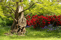 Woodland flowers