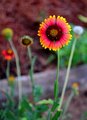 Gaillardia pulchella