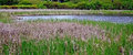 Cattails are wetland plants with a unique flowering spike