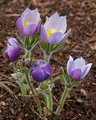 Pasqueflower, also known as Prairie Crocus