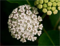 White Milkweed