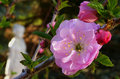 Ornamental Plum Blossom