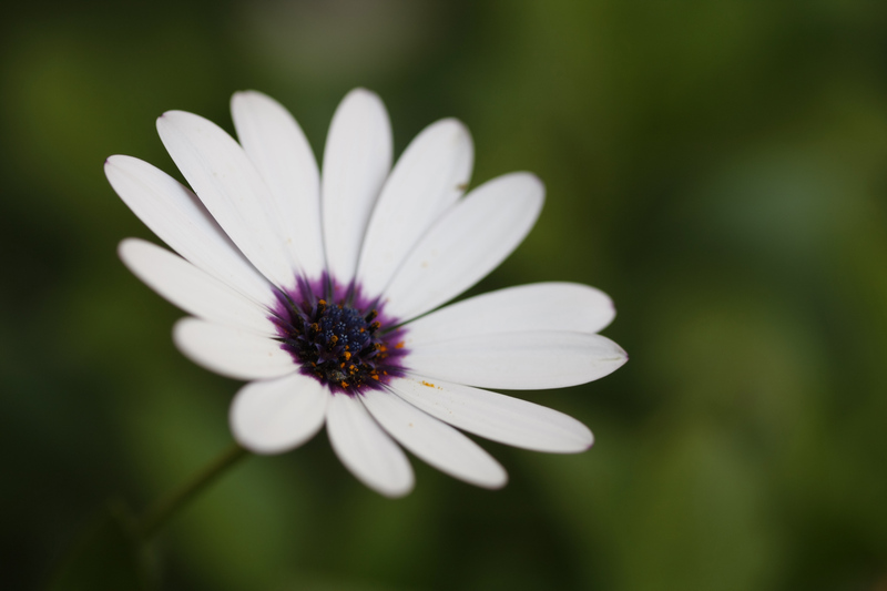 Miss Daisy