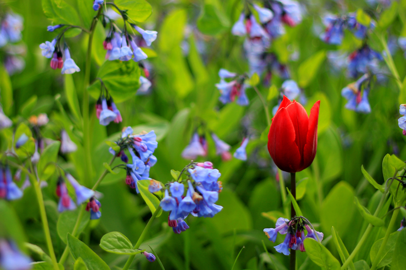 Among the bluebells