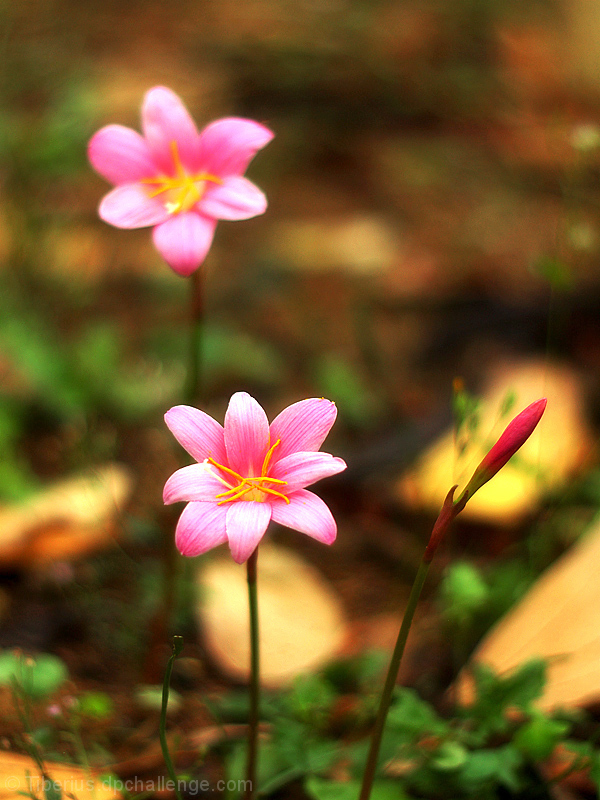 A Late Pastel of an Unexisting Spring