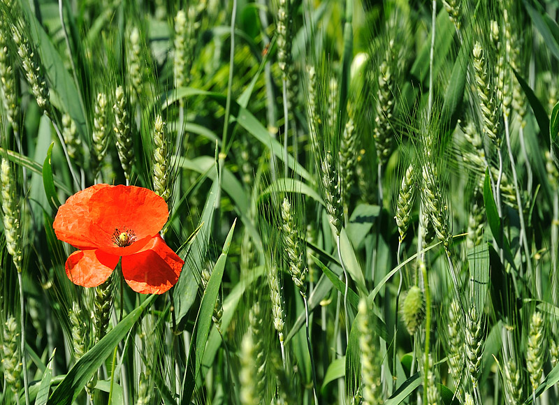 Simply red