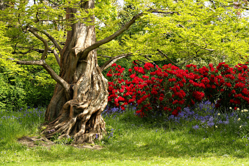 Woodland flowers