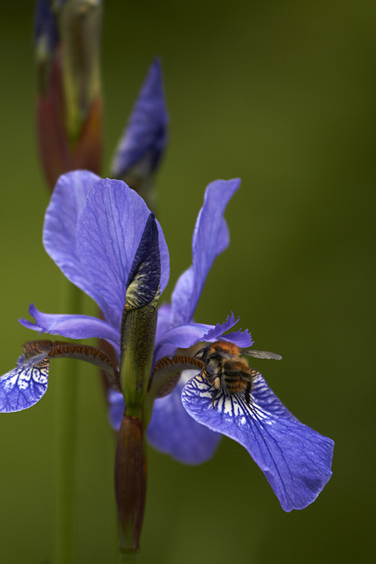 Wheatfen Iris and Bee